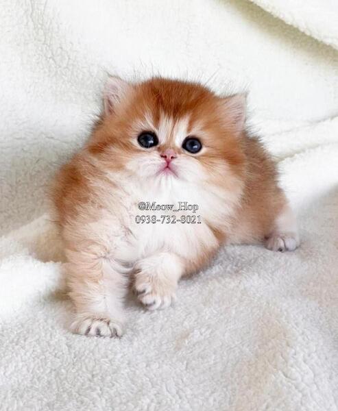 عکس گربه کوچولو ناز نازی