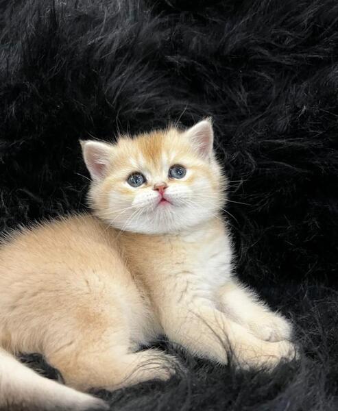 عکس گربه کوچولو ناز نازی