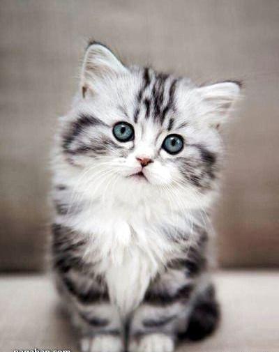 عکس بچه گربه های ناز نازی