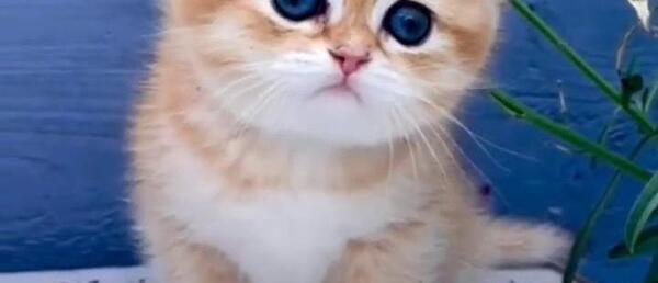 عکس گربه با چشمان مظلوم