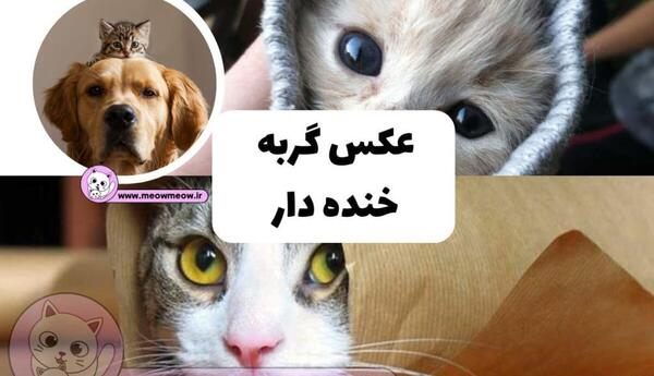عکس گربه با چشمان مظلوم