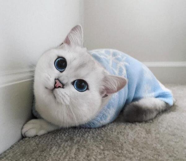 عکس گربه با چشمان مظلوم