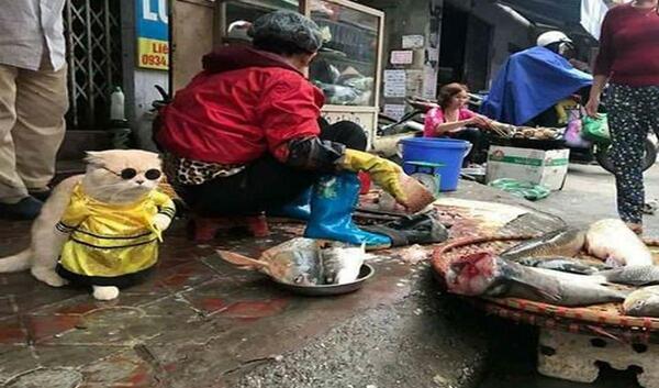 عکس بزرگترین گربه ماهی جهان