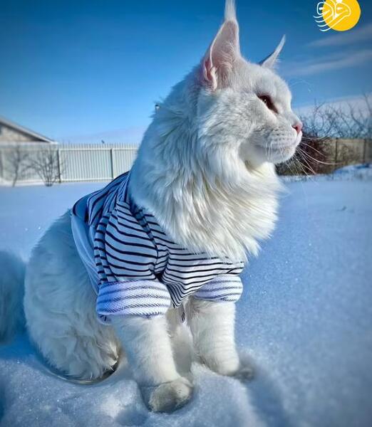 عکس بزرگترین گربه ماهی جهان