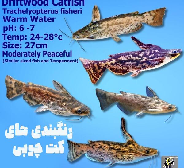عکس بزرگترین گربه ماهی جهان