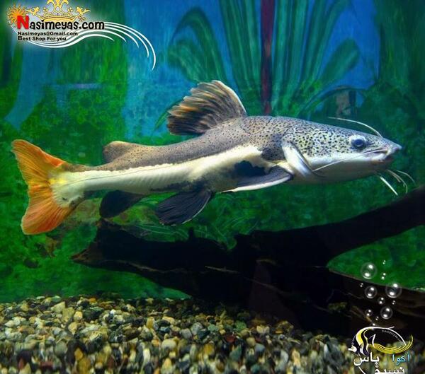 عکس گربه ماهی آکواریوم
