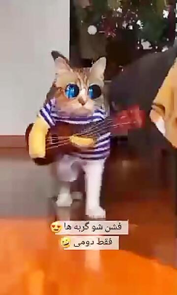 عکس گربه ای که لباس پوشیده
