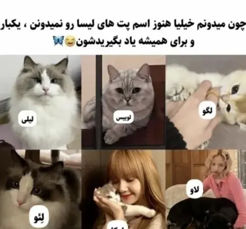 عکس گربه های لیسا بلک پینک