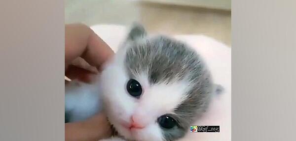 عکس گربه کوچولو گوگولی مگولی