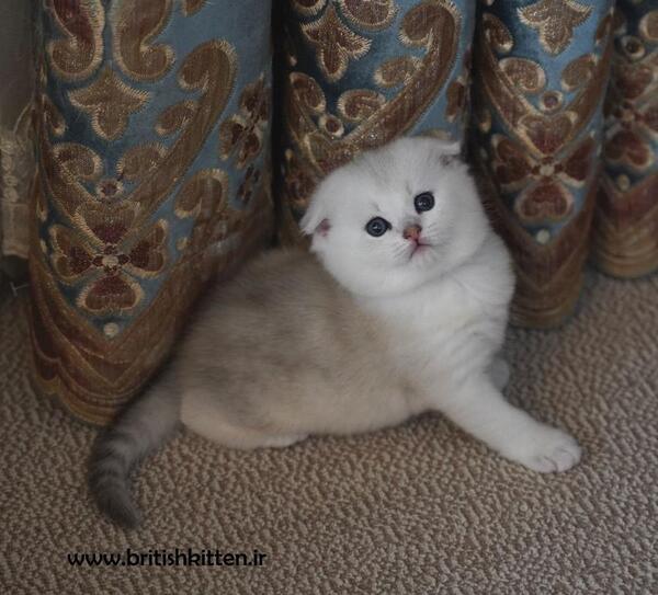 عکس گربه ی گریان