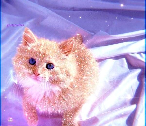 عکس گربه گوگولی بنفش برای پروفایل