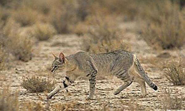عکس گربه ی کوهی