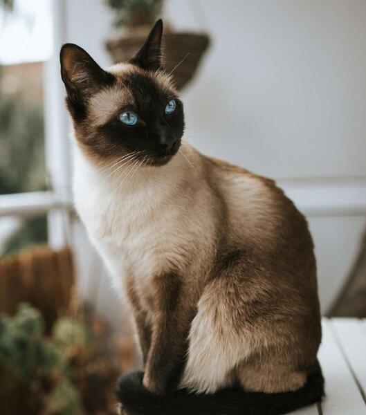 عکس گربه ی قهوه ای