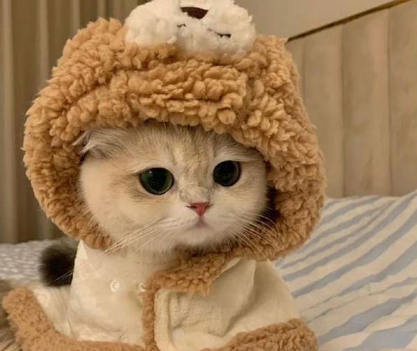 عکس گربه گوگولی فانتزی کارتونی