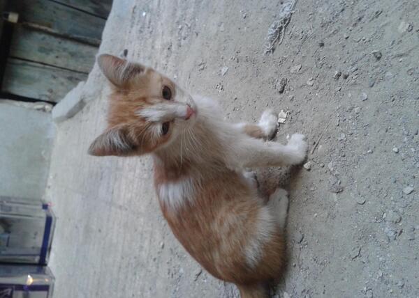 عکس فیک گربه خیابانی