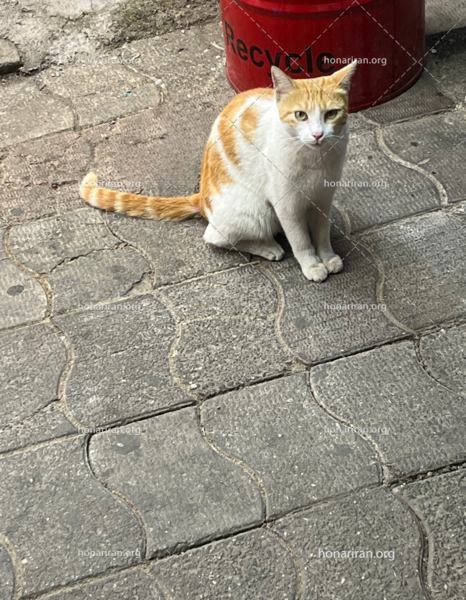 عکس فیک گربه خیابانی