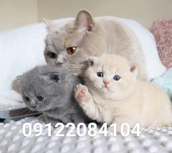 عکس بچه گربه فنجانی