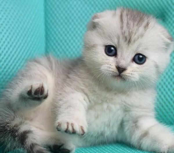 عکس بچه گربه فنجانی