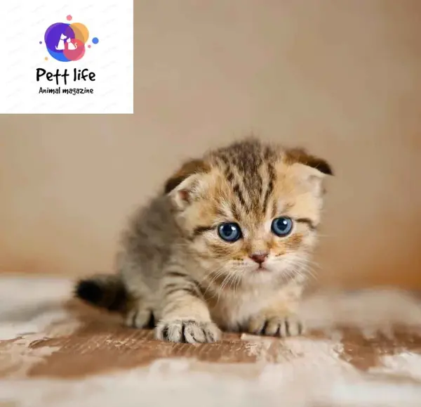 عکس بچه گربه فنجانی