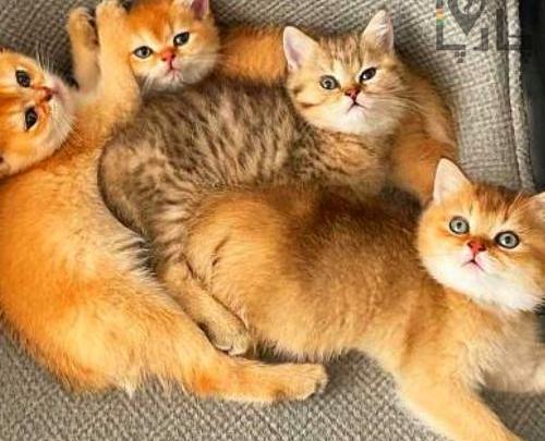 عکس بچه گربه فنجانی