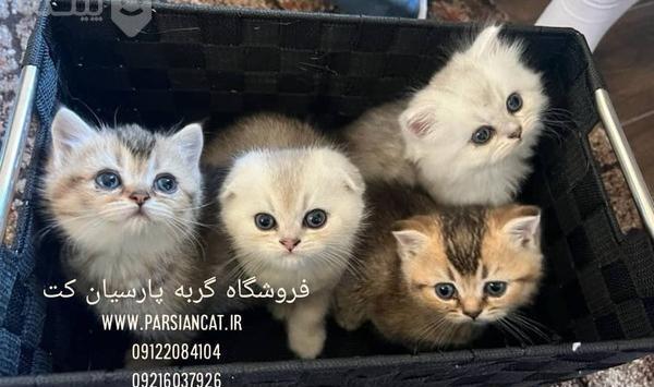 عکس بچه گربه فنجانی