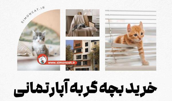 عکس بچه گربه فنجانی