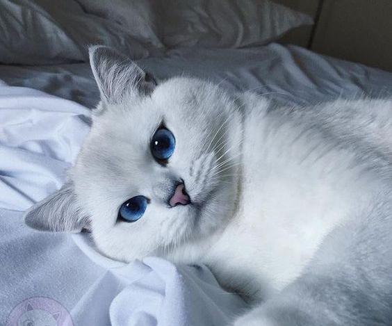 عکس گربه گوگولی فانتزی برای پروفایل