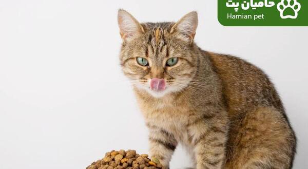 عکس غذای خشک گربه