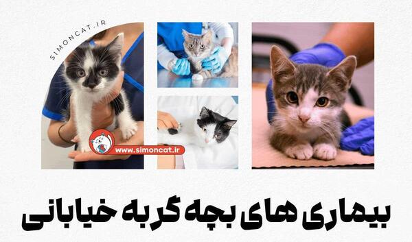 عکس غذای بچه گربه
