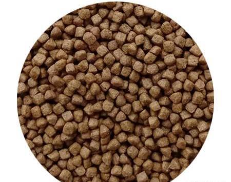 عکس غذای بچه گربه