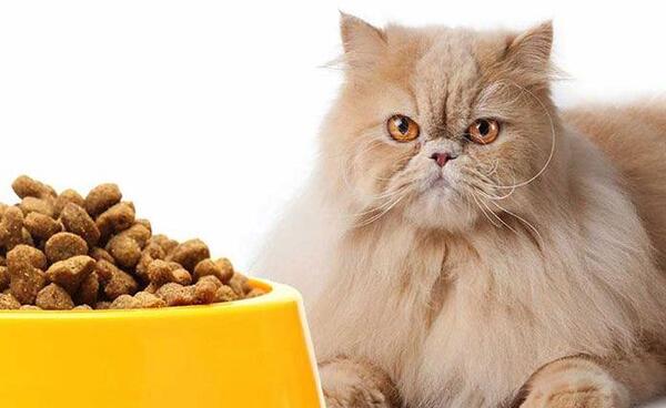 عکس غذای مخصوص گربه