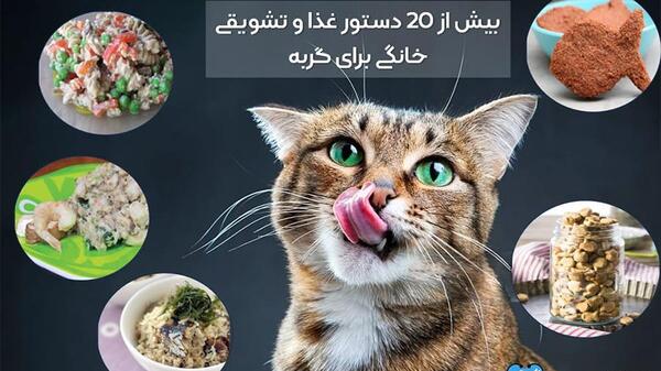 عکس غذای مخصوص گربه