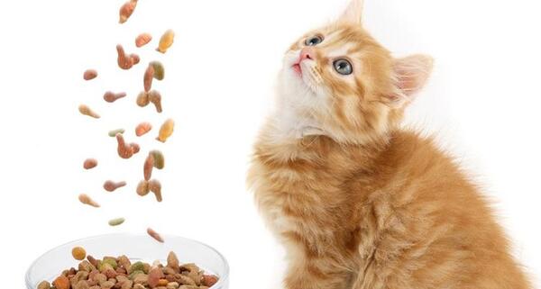 عکس غذای مخصوص گربه