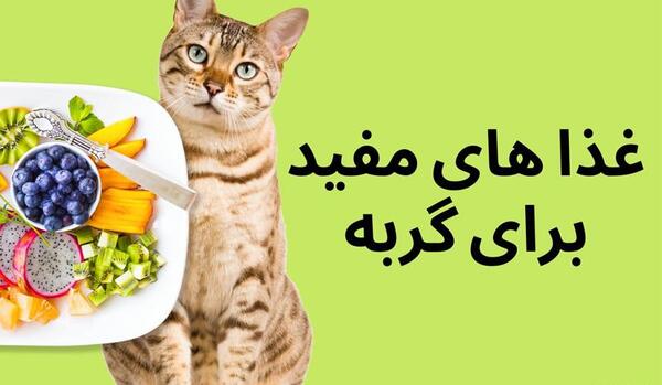 عکس غذای مخصوص گربه