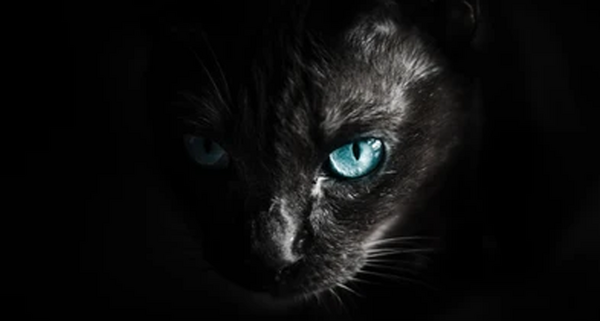 عکس گربه غول آسا