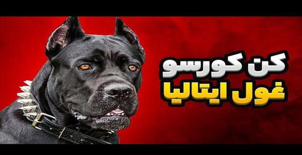 عکس غول پیکرترین گربه