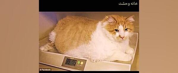 عکس غول پیکرترین گربه