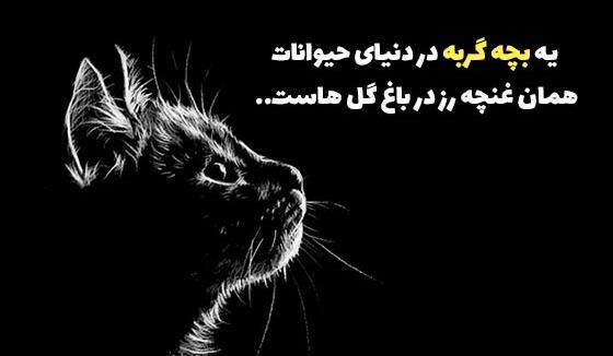 عکس گربه ی غمگین