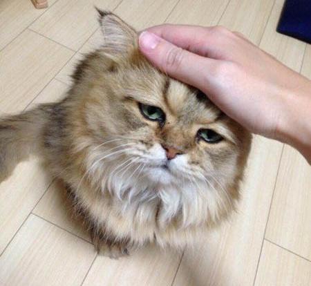 عکس گربه ی غمگین