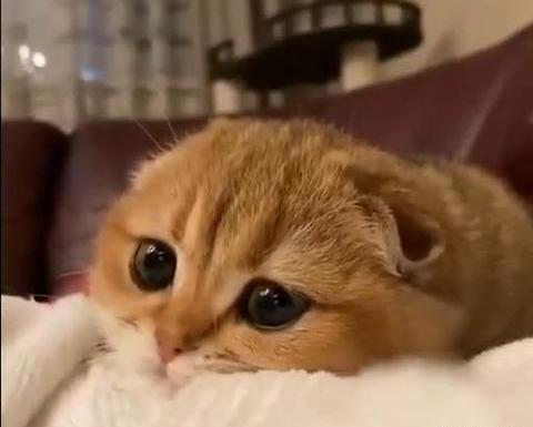 عکس گربه ی غمگین