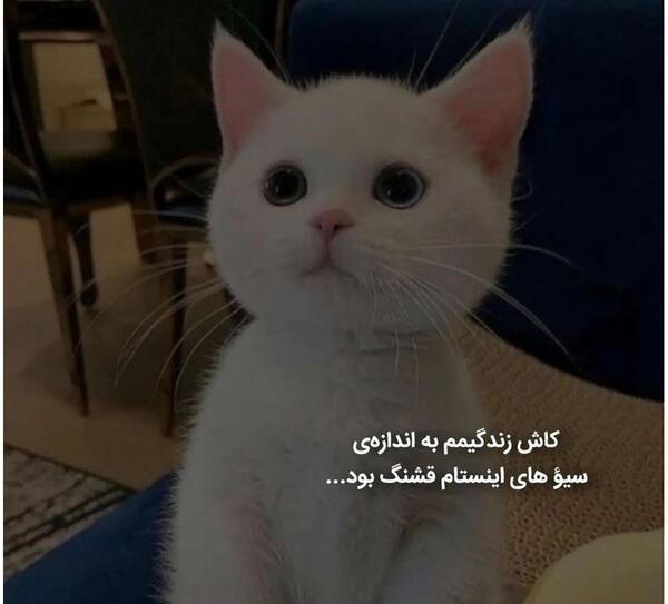 عکس گربه عاشقانه با متن