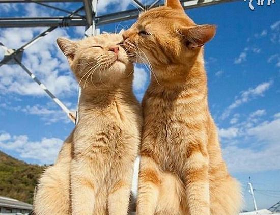 عکس گربه عاشقانه با متن