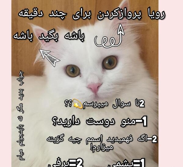 عکس گربه عاشقانه با متن