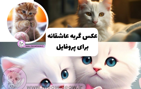 عکس گربه عاشقانه کیوت