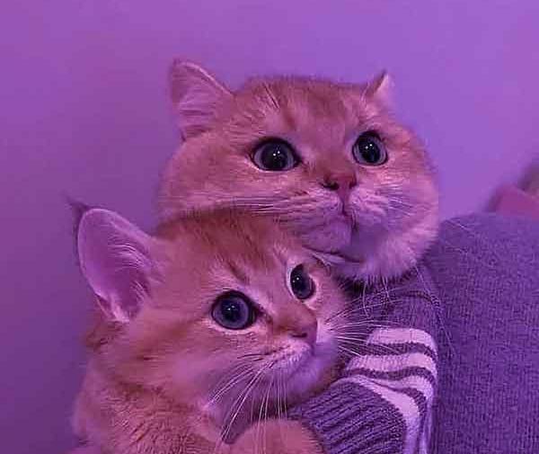 عکس گربه عاشقانه کیوت