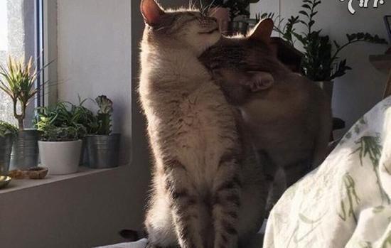 عکس گربه عاشقانه کیوت