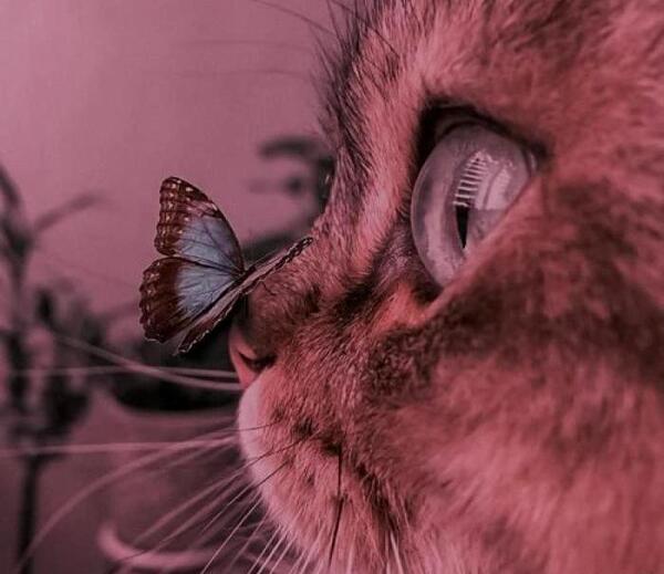 عکس گربه عاشقانه برای پروف