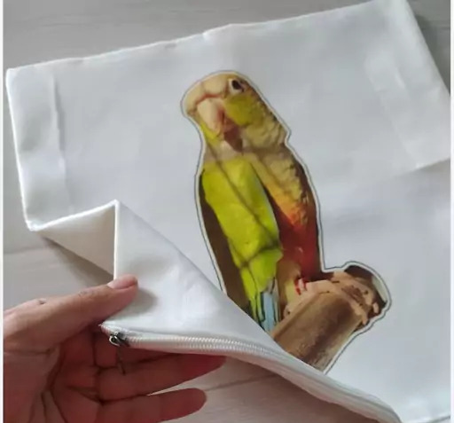 عکس گربه و طوطی