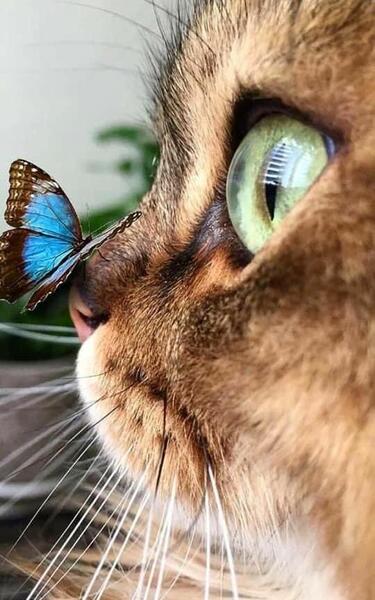 عکس طراحی گربه و پروانه