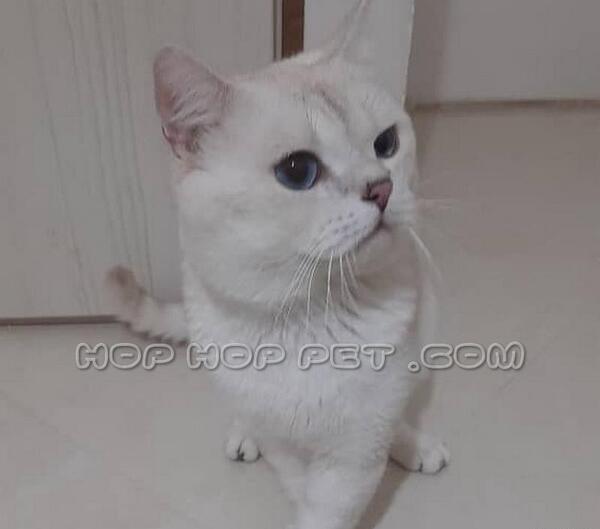 عکس گربه ی سفید طوسی